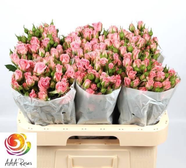 <h4>R TR ODILIA</h4>