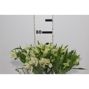 ALSTROEMERIA PRESTIGE 080 CM BRANCO