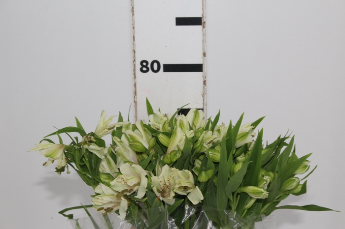 <h4>ALSTROEMERIA PRESTIGE 080 CM BRANCO</h4>