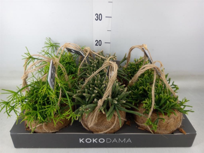 <h4>Rhipsalis   ...mix</h4>