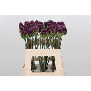 Allium Sphaerocephal (kogel)