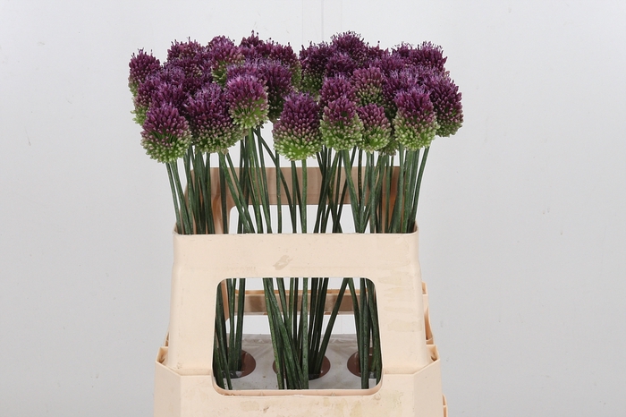 <h4>Allium Sphaerocephal (kogel)</h4>