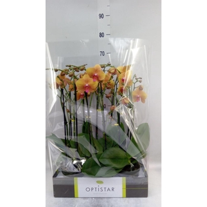 Phalaenopsis   ...orange