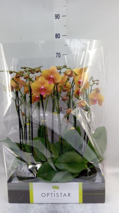 <h4>Phalaenopsis   ...orange</h4>