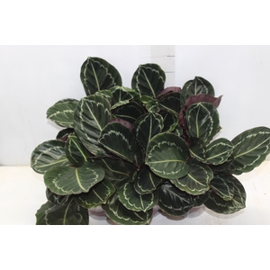 CALATHEA ROSEA-PICTA P12
