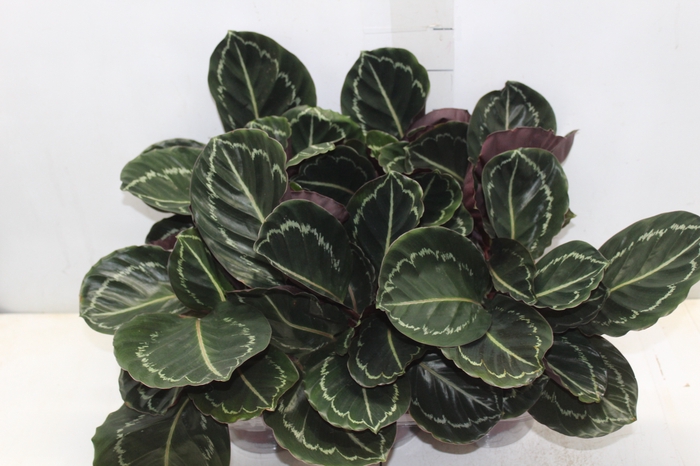<h4>CALATHEA ROSEA-PICTA P12</h4>