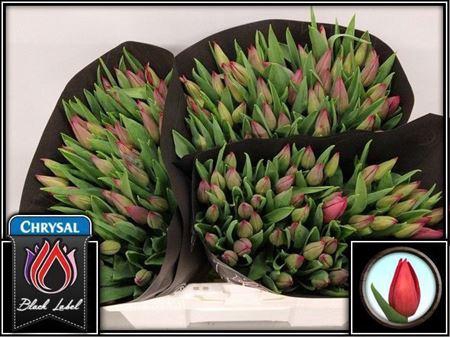 <h4>Tu En Strong Love</h4>