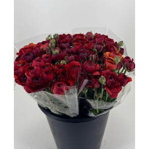 Ran Elegance Chocolate