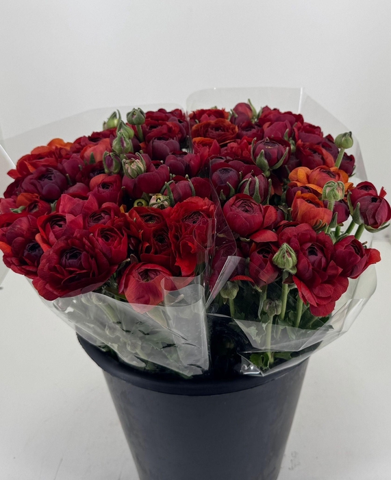 <h4>Ran Elegance Chocolate</h4>