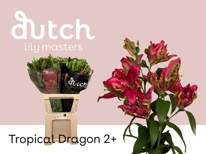 <h4>LI OT TROPIC DRAGON 2+</h4>