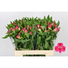 Alstroemeria Selection Hot Pink