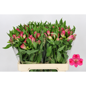 Alstroemeria Selection Hot Pink