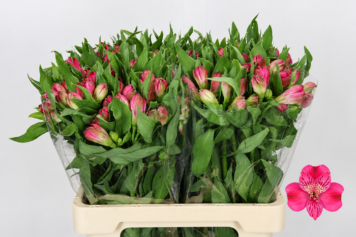<h4>Alstroemeria Selection Hot Pink</h4>