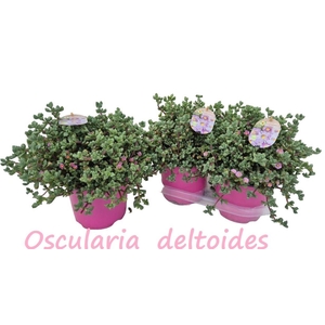 LAMPRANTHUS ROSEUS