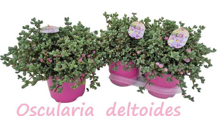 <h4>LAMPRANTHUS ROSEUS</h4>