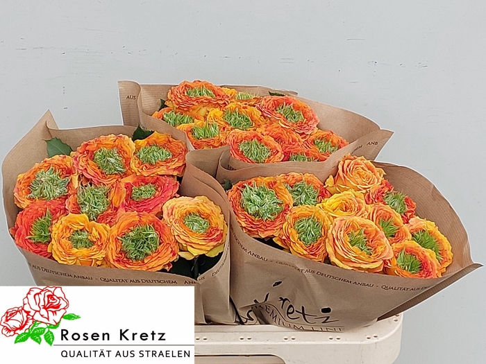 <h4>R GR GR ISLAND SAMOA</h4>