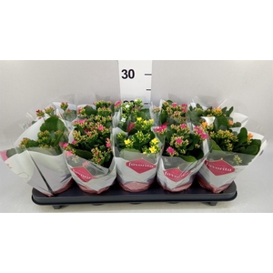 KALANCHOE BLOS.   ..MIX 6 FAVORITA
