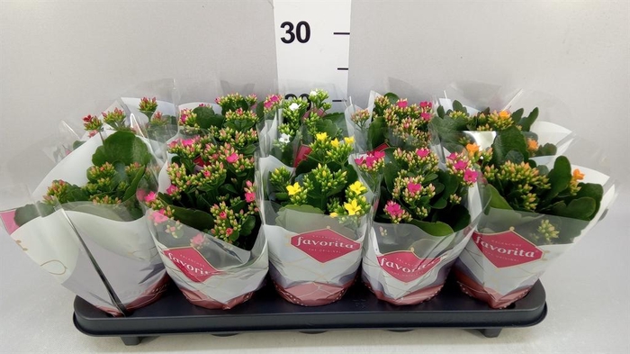 <h4>KALANCHOE BLOS.   ..MIX 6 FAVORITA</h4>