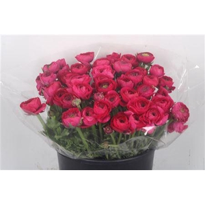 Ran Elegance Hot Pink Super