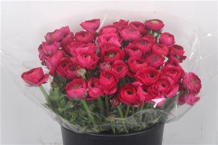 <h4>Ran Elegance Hot Pink Super</h4>