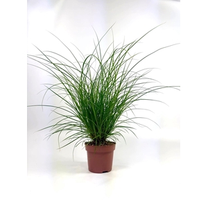 Carex brunnea (groen) p12