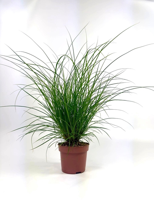 <h4>Carex brunnea (groen) p12</h4>