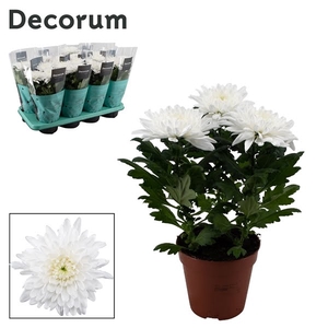 Decorum Chrysanne® Zembla Next White