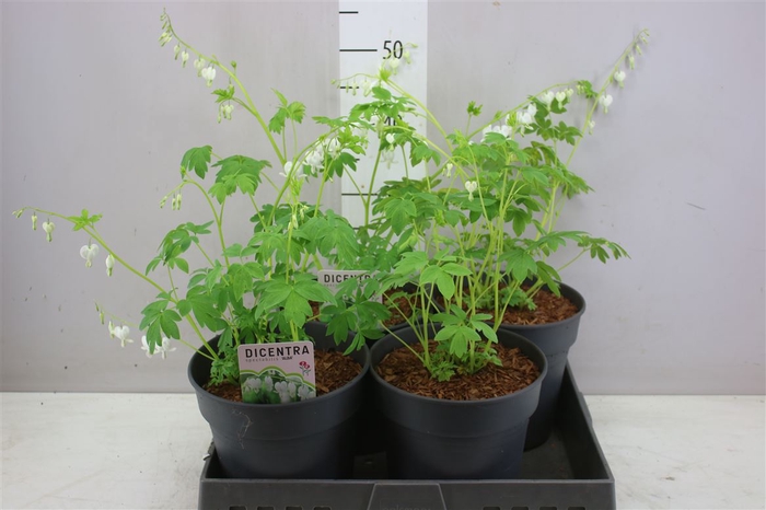 <h4>Dicentra Spect Alba White</h4>