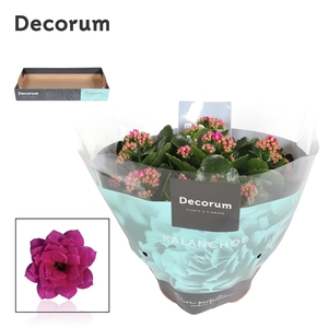 Kalanchoe Decorum - Purple