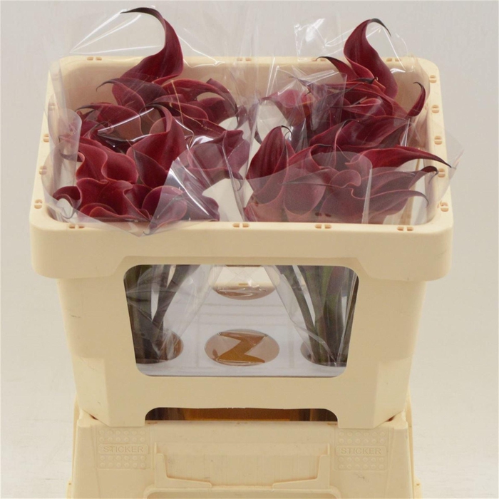 <h4>Calla Red Charm | XXL</h4>