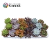 Sierra's® - Sevilla Succulent Mix (Deluxe)