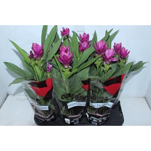 CURCUMA SIAM SUBLIME P15