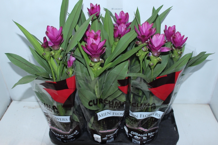 <h4>CURCUMA SIAM SUBLIME P15</h4>