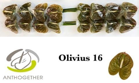 <h4>Anth A Olivius</h4>