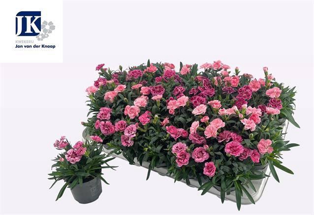 <h4>Dian Gemengd</h4>