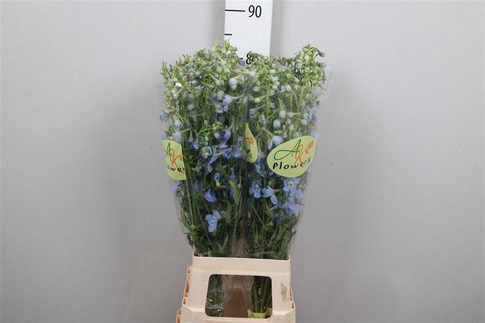 <h4>Delph En Ballkleid</h4>