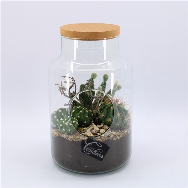 <h4>CTCR-2503 Cactus Essentials Terrarium</h4>
