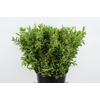 MYRTUS COMMUNIS