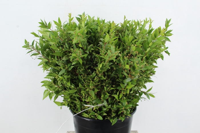 MYRTUS COMMUNIS