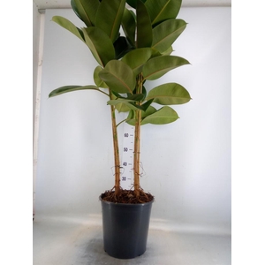 Ficus elastica 'Robusta'