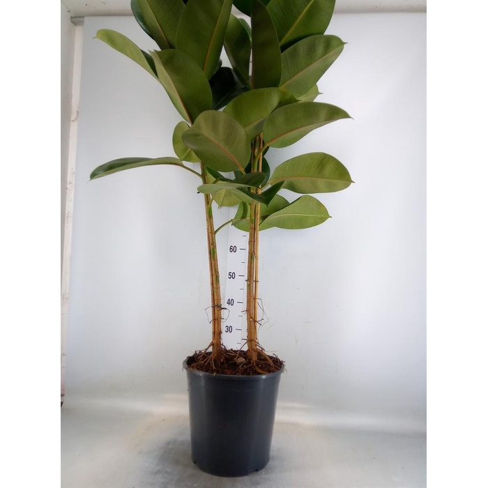 <h4>Ficus elastica 'Robusta'</h4>