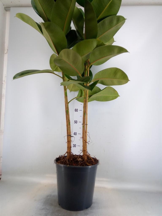 <h4>Ficus elastica 'Robusta'</h4>