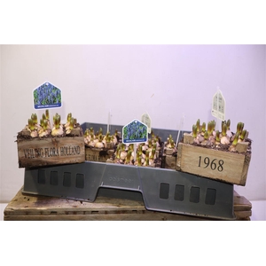 arr8 Arr Muscari In Houten Kistje