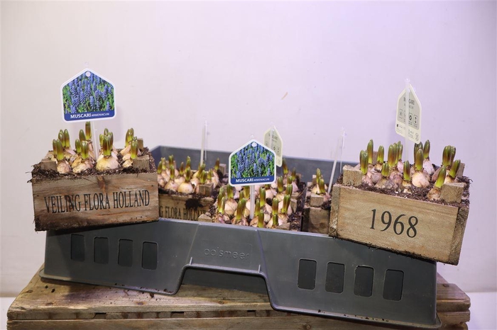 <h4>arr8 Arr Muscari In Houten Kistje</h4>