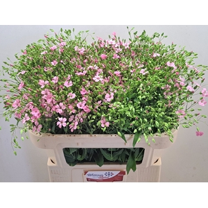 SAPONARIA OV
