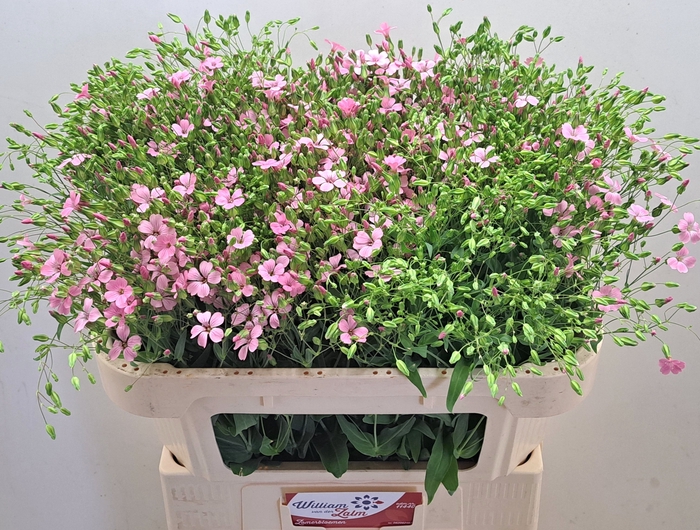 <h4>SAPONARIA OV</h4>