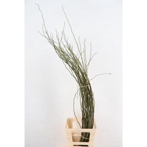 ROSA SCHEUTEN 120CM