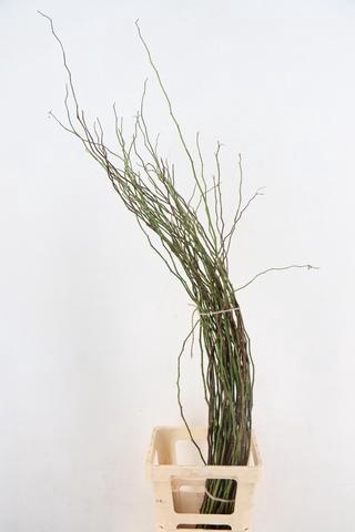 <h4>ROSA SCHEUTEN 120CM</h4>