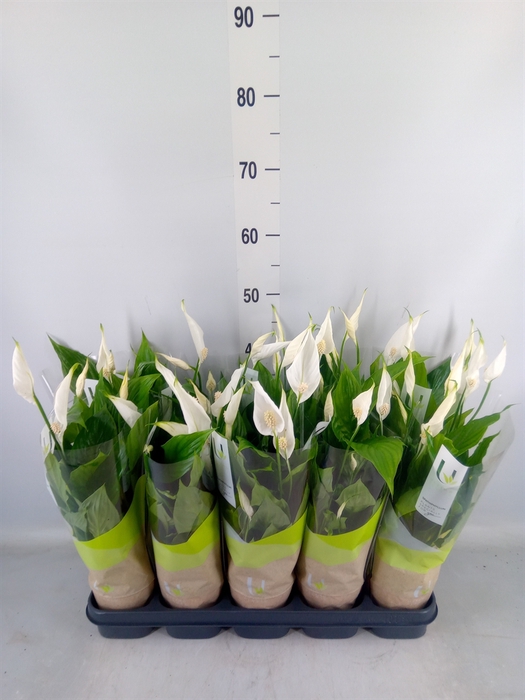 <h4>Spathiphyllum  'Torelli'</h4>