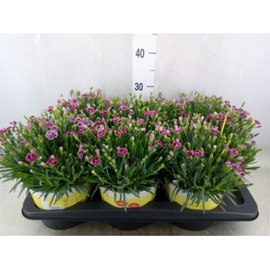 Dianthus allw. 'Lucky Lips Lara'